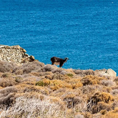 Caval Residences Willa